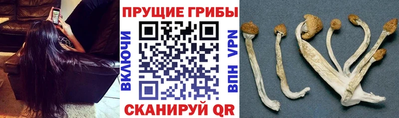 Галлюциногенные грибы Psilocybe  hydra сайт  Сысерть 